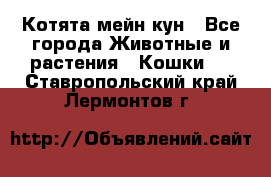 Котята мейн кун - Все города Животные и растения » Кошки   . Ставропольский край,Лермонтов г.